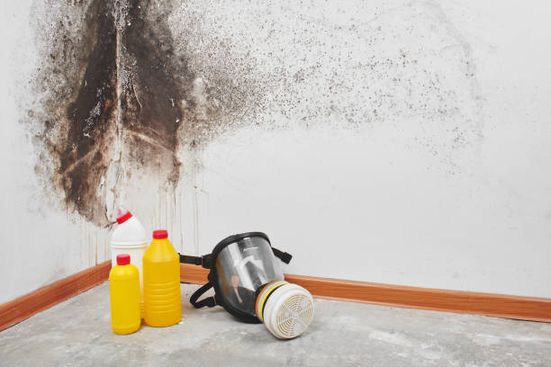 Attic Mold Removal in Kingsville, MD