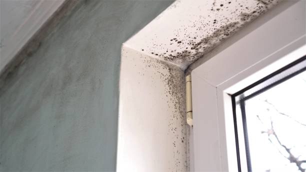 Best Fast Mold Removal  in Kingsville, MD